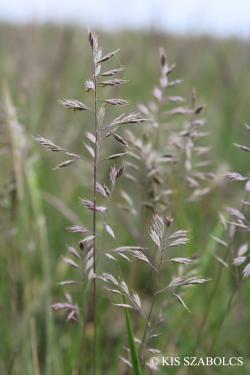 Festuca pseudovina Hackel 2.Kép