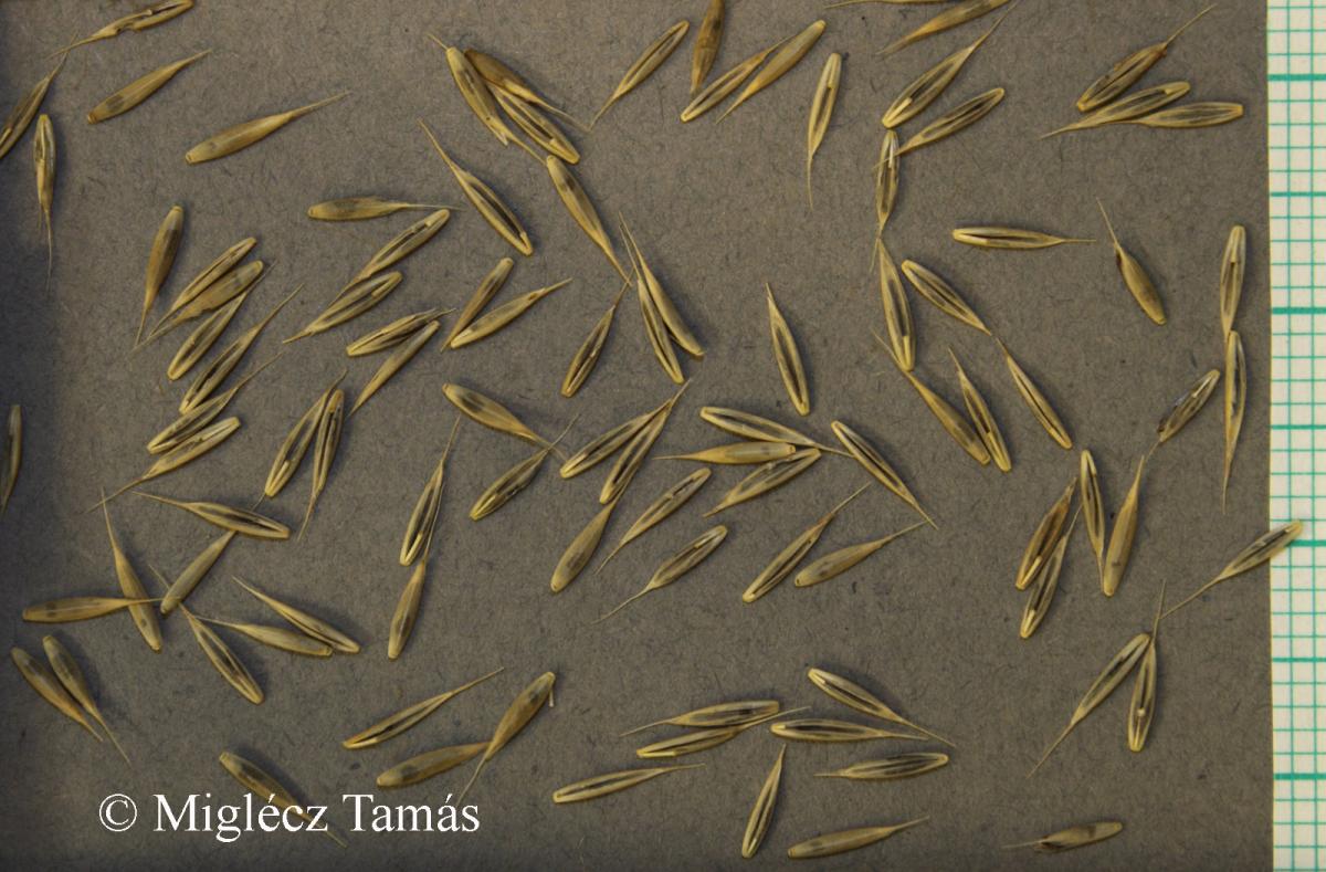 Festuca rubra L.