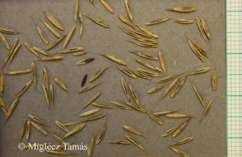 Festuca rubra L. 2.Kép