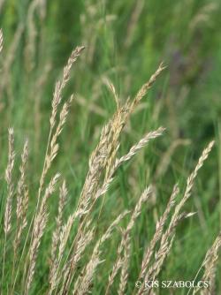 Festuca rupicola Heuff. 2.Kép