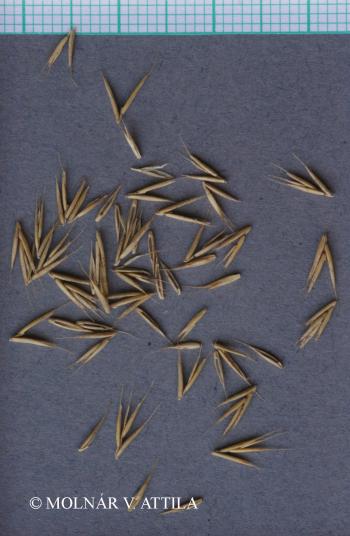 Festuca rupicola Heuff. 3.Kép