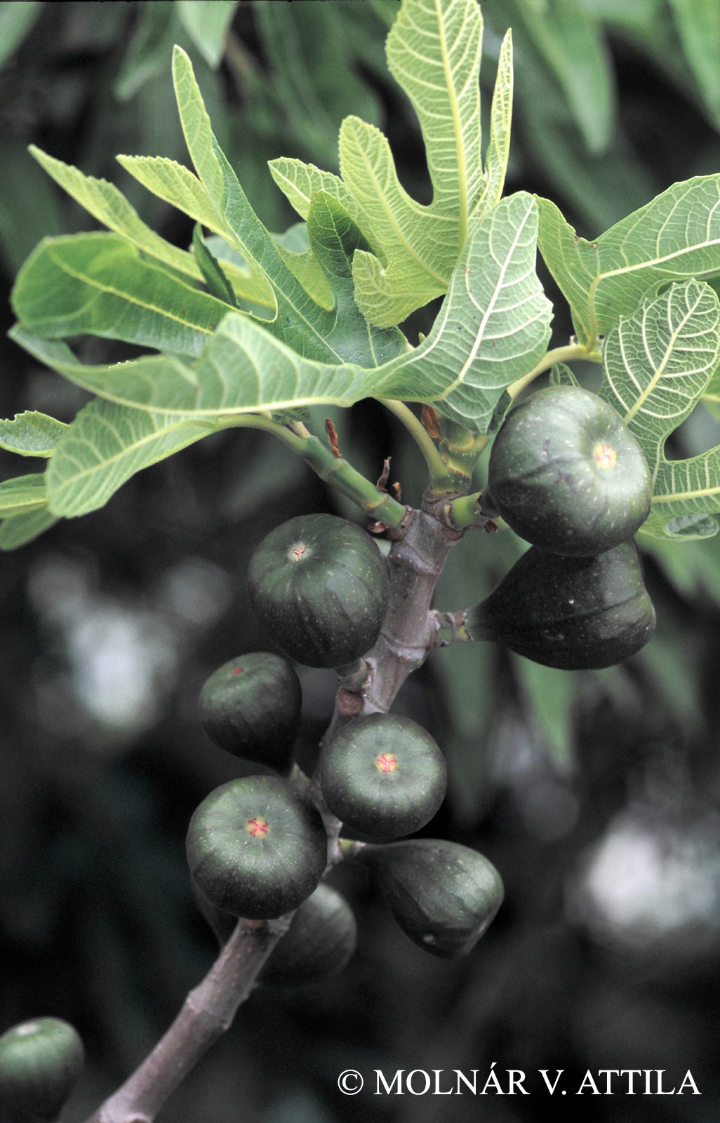 Ficus carica L.