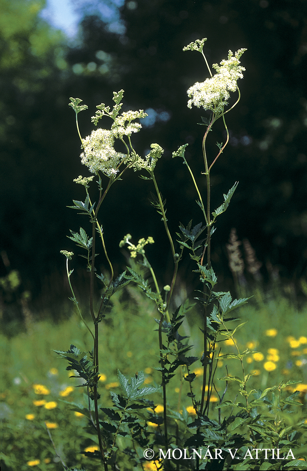 Filipendula ulmaria (L.) Maxim.