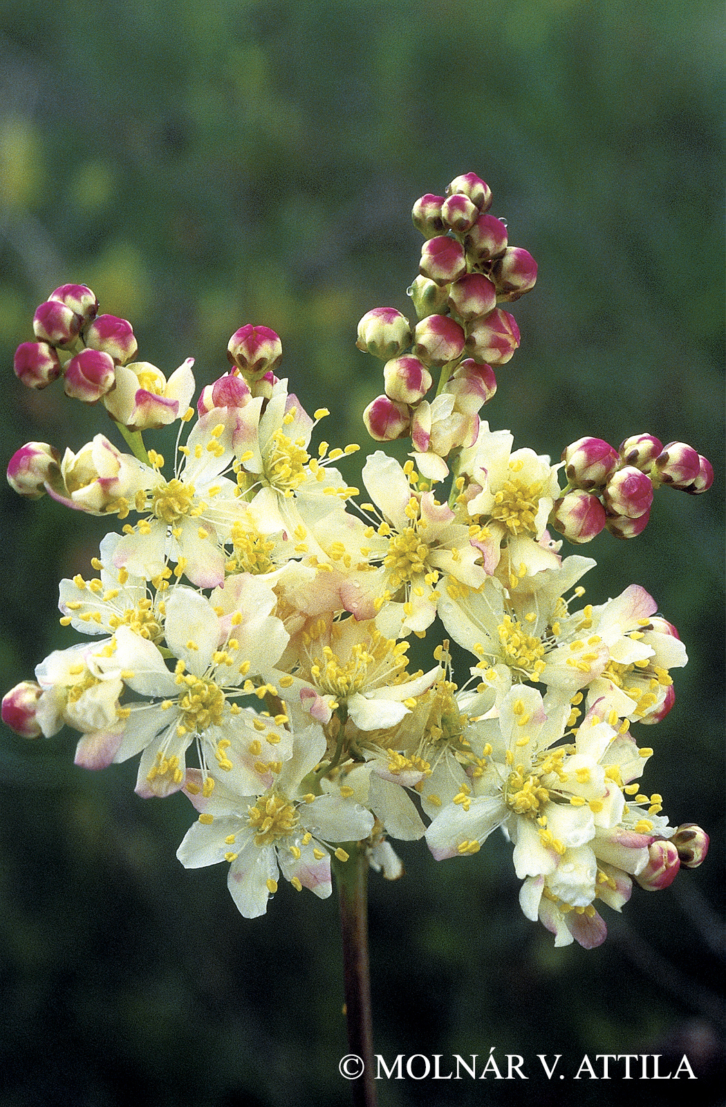 Filipendula vulgaris Moench