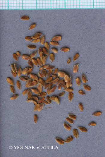 Filipendula vulgaris Moench 3.Image