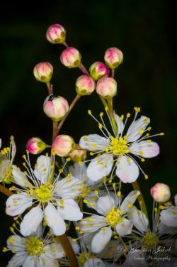 Filipendula vulgaris Moench 2.Image