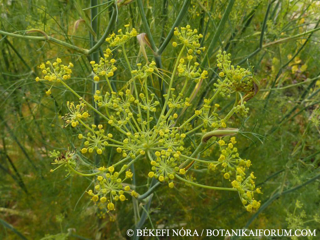 Foeniculum vulgare Mill.