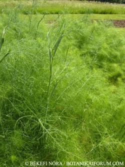 Foeniculum vulgare Mill. 2.Kép