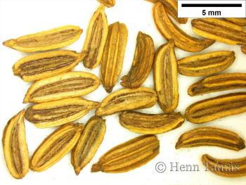 Foeniculum vulgare Mill. 3.Kép
