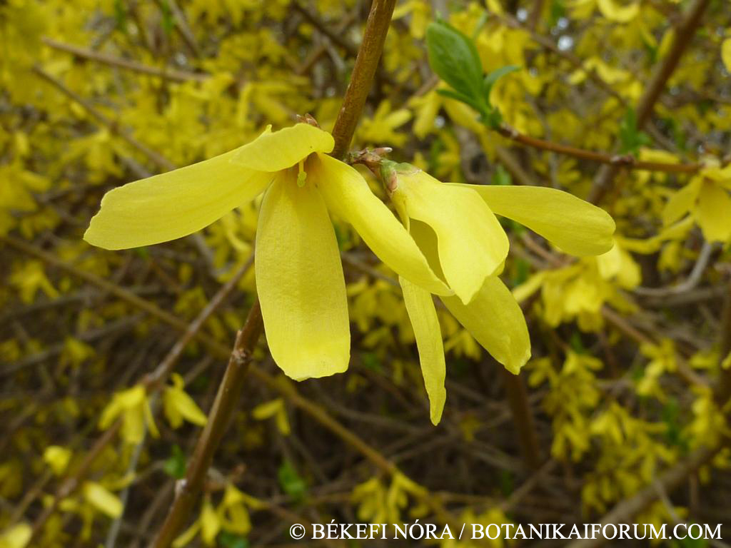 Forsythia  intermedia Zabel