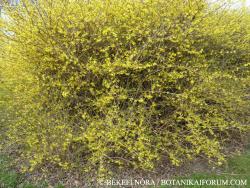 Forsythia  intermedia Zabel 2.Image