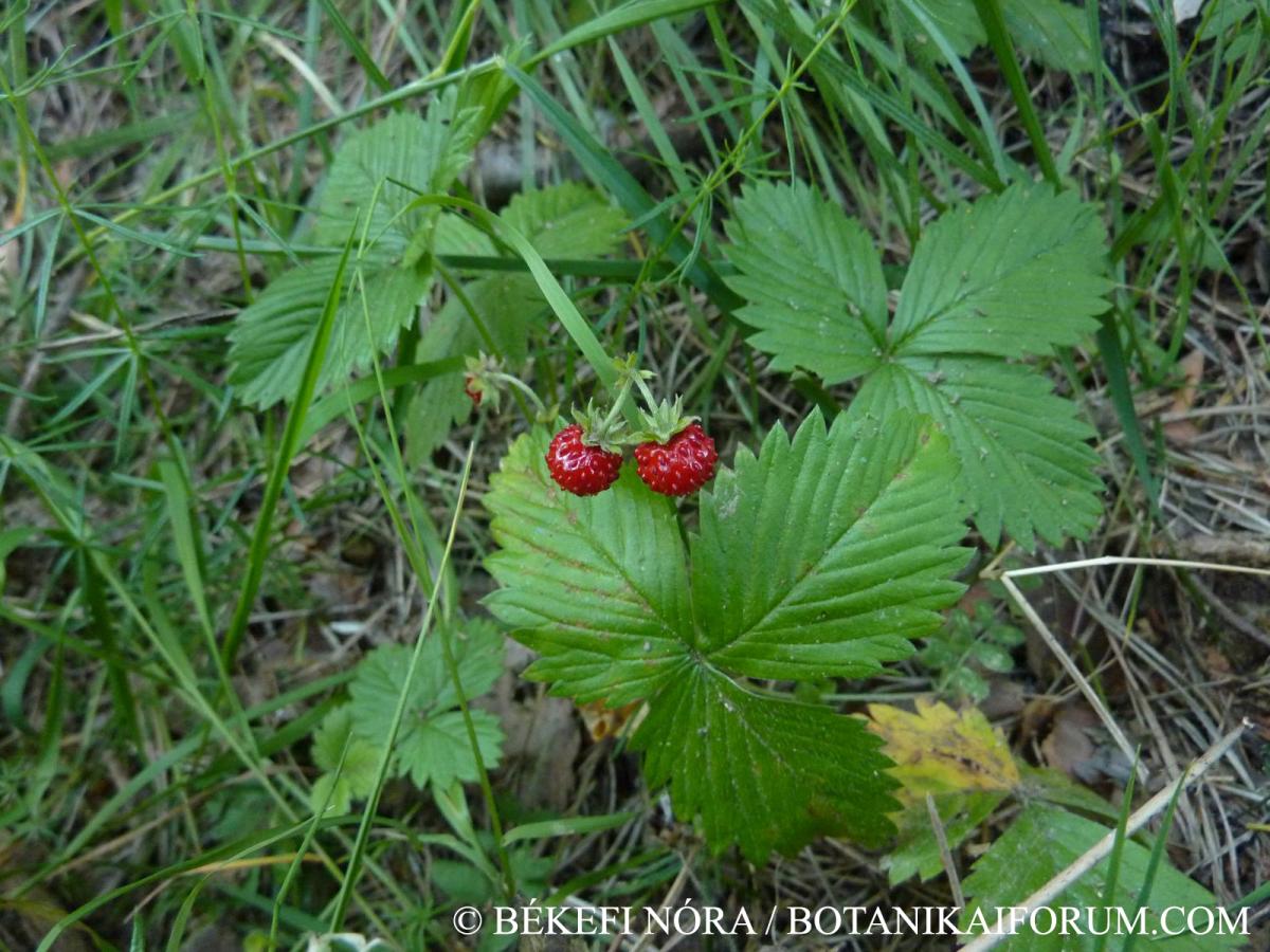 Fragaria vesca L.