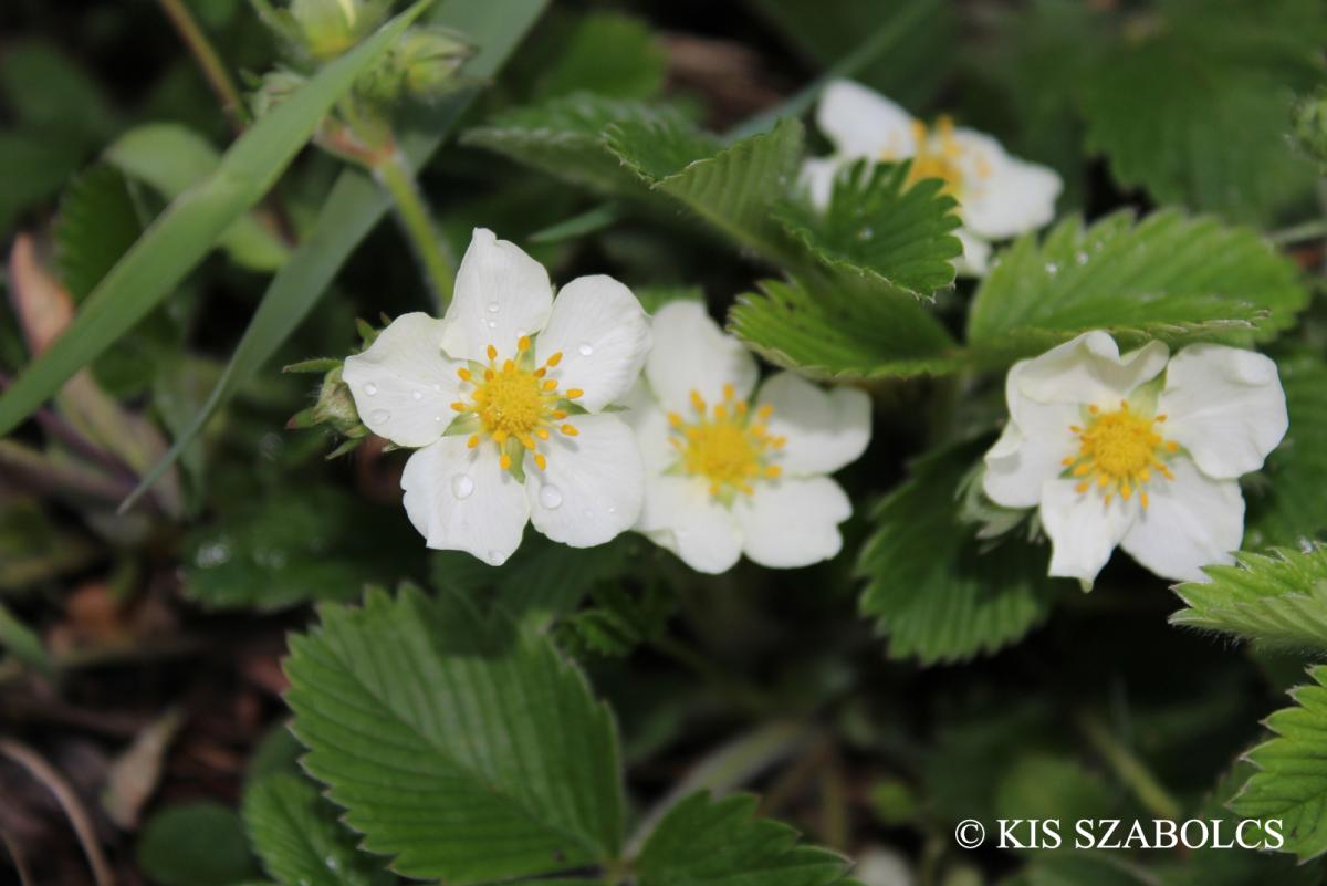 Fragaria viridis Duchesne