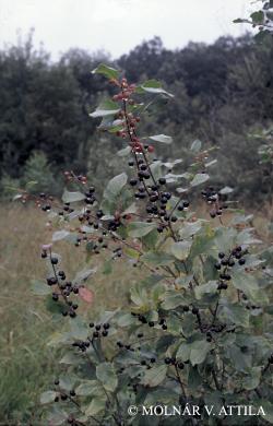 Frangula alnus Mill. 2.Image