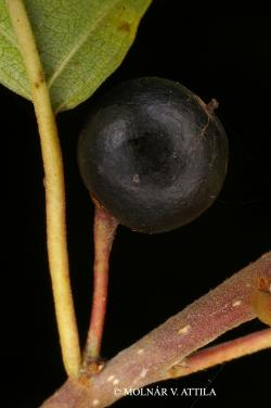 Frangula alnus Mill. 3.Image