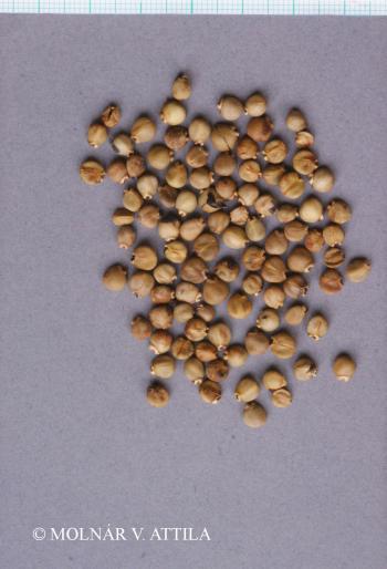 Frangula alnus Mill. 4.Image