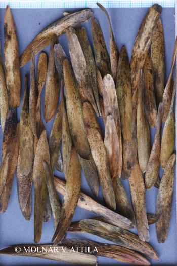 Fraxinus excelsior L. 2.Image