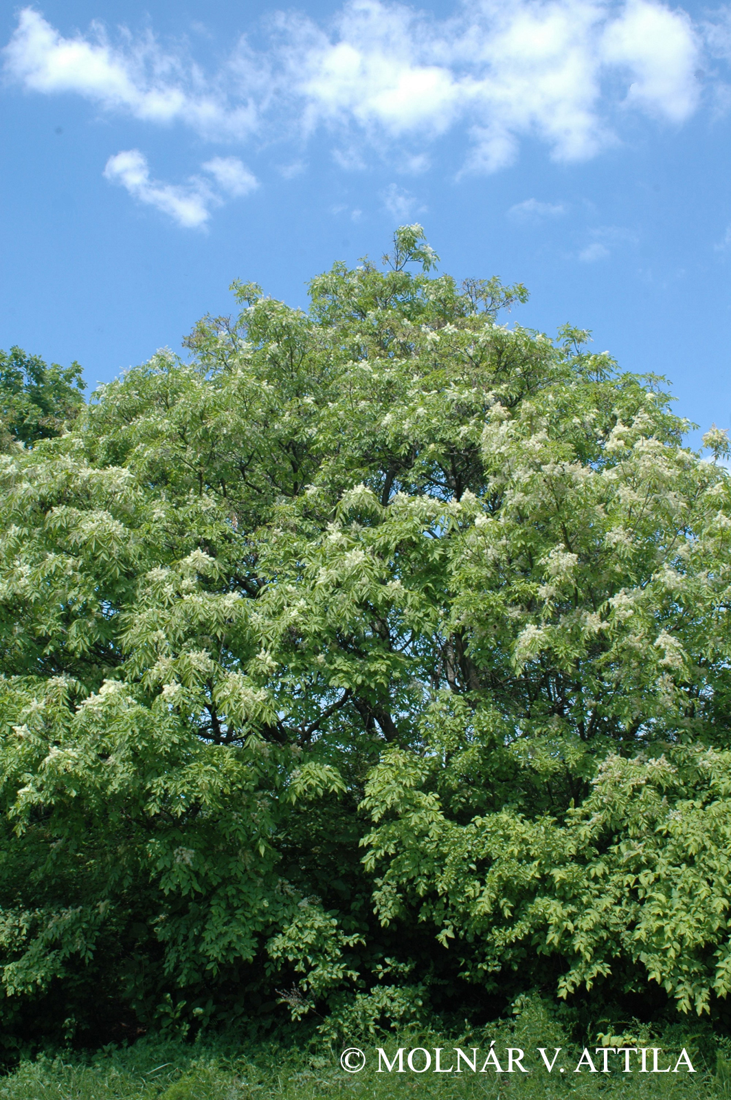 Fraxinus ornus L.
