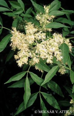 Fraxinus ornus L. 2.Image
