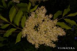 Fraxinus ornus L. 3.Image