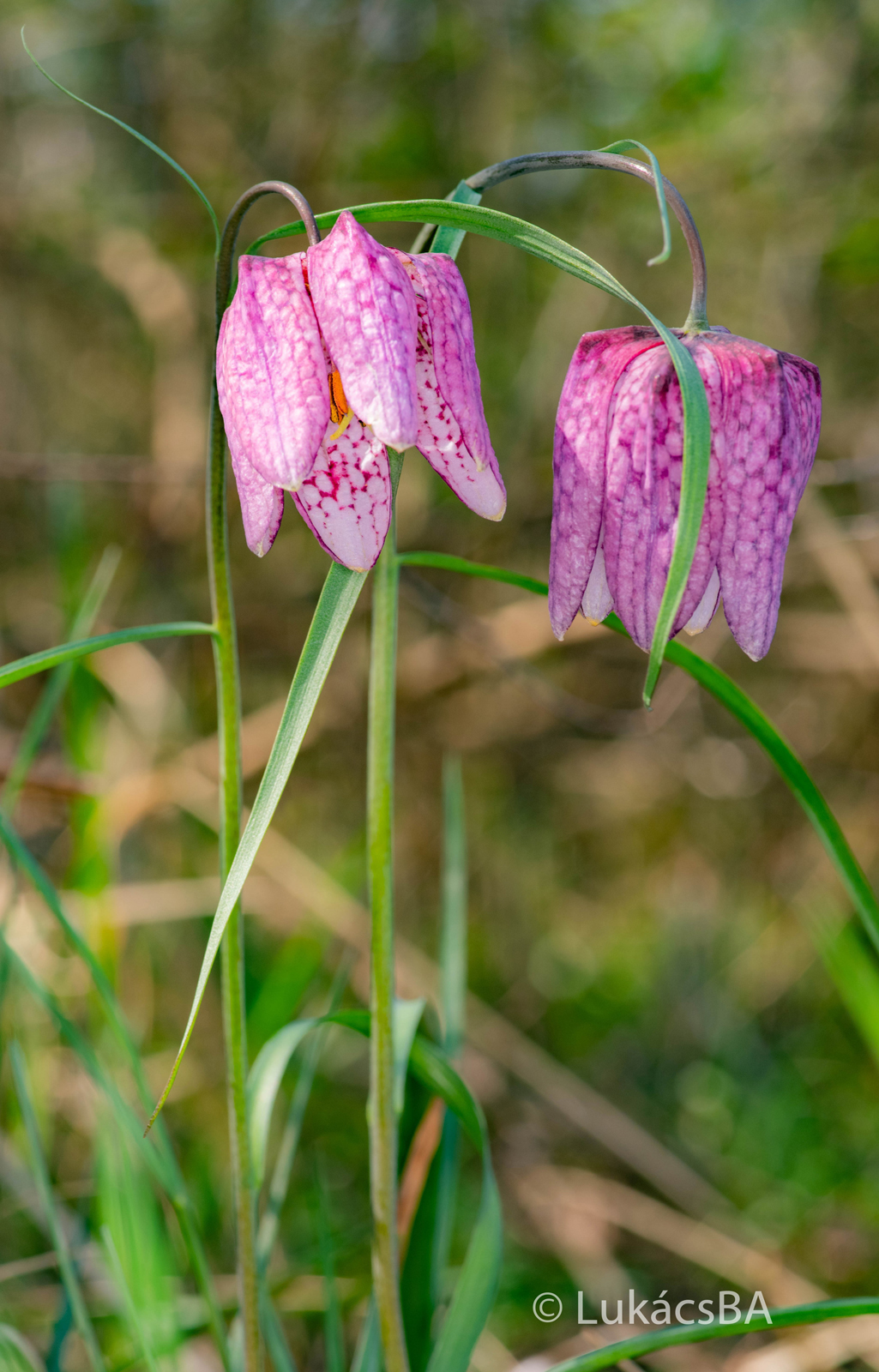 Fritillaria meleagris L.