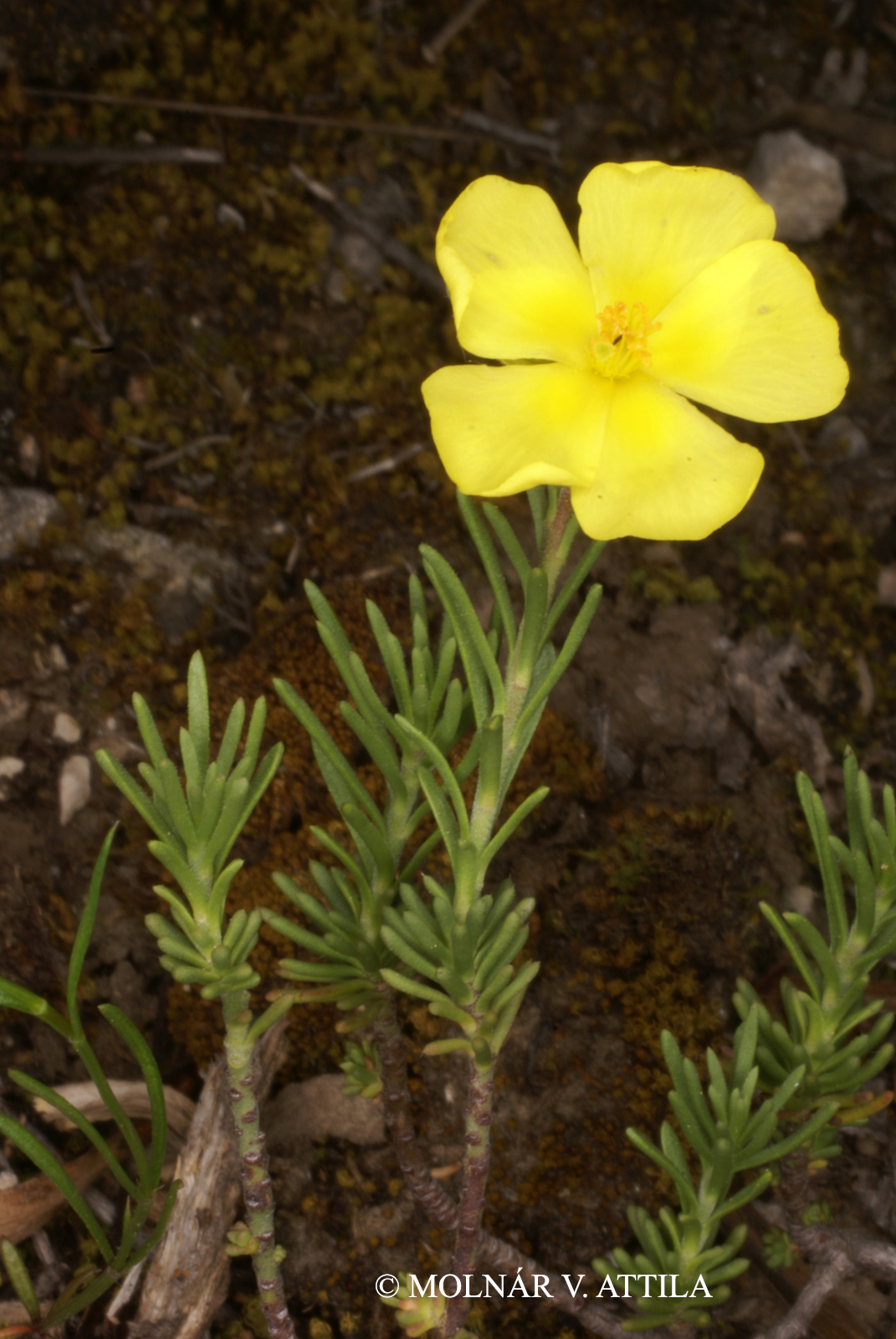 Fumana procumbens (Dunal) Gren. et Godr.