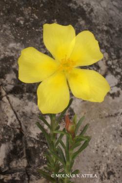 Fumana procumbens (Dunal) Gren. et Godr. 2.Kép