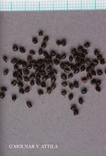 Fumana procumbens (Dunal) Gren. et Godr. 3.Kép