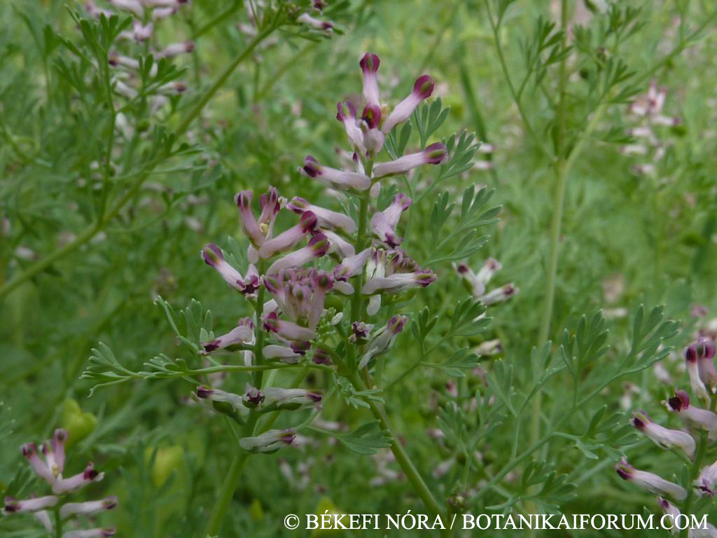 Fumaria vaillantii Loisel.