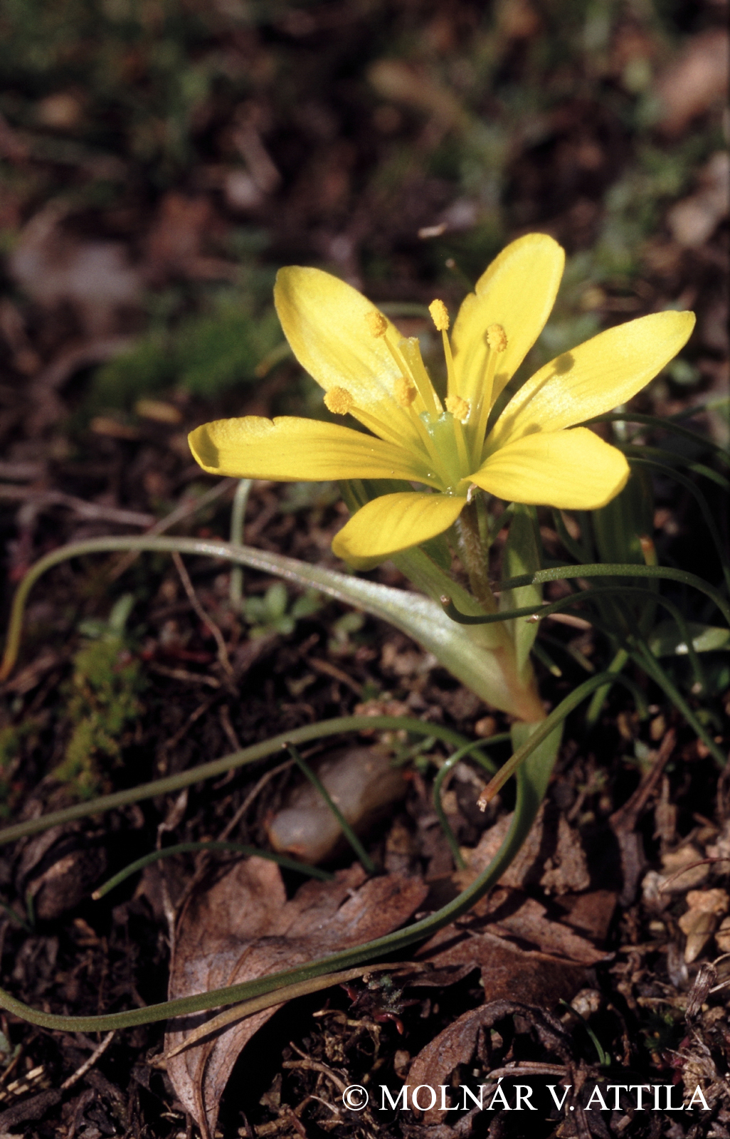 Gagea bohemica (Zauschn.) Schult. et Schult. f.