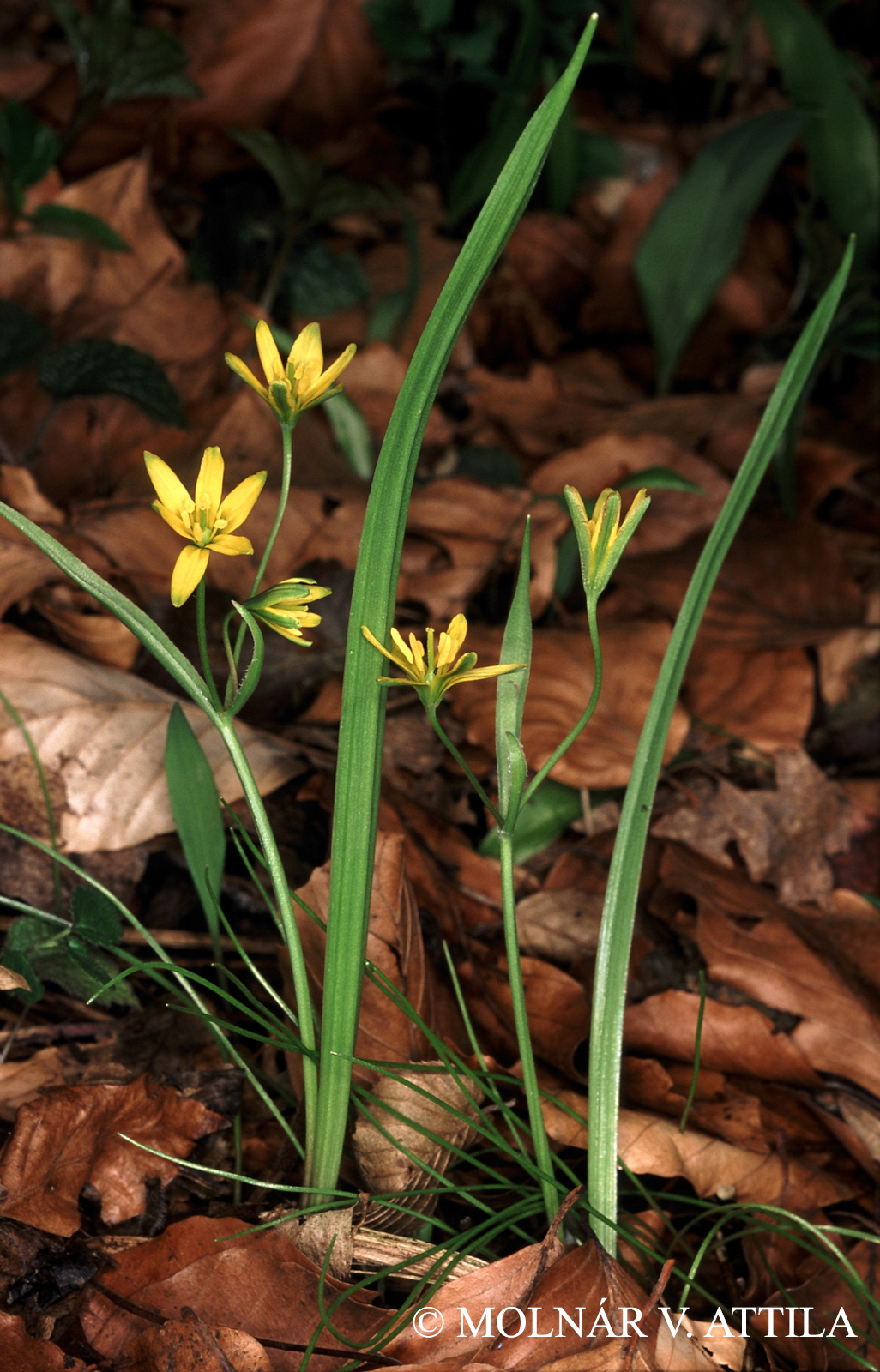 Gagea lutea (L.) Ker-Gawl.