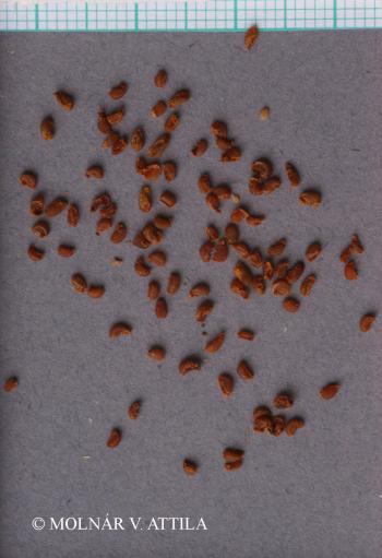 Gagea pratensis (Pers.) Dumort. 3.Image