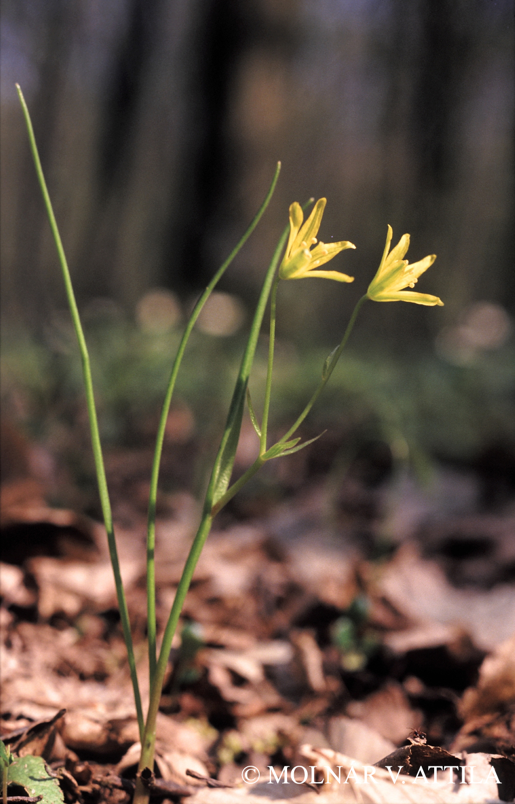 Gagea spathacea (Hayne) Salisb.