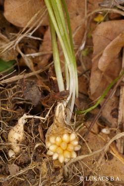 Gagea spathacea (Hayne) Salisb. 3.Image