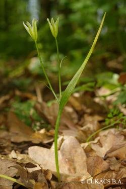 Gagea spathacea (Hayne) Salisb. 2.Image