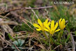 Gagea szovitsii (Láng) Besser 2.Image