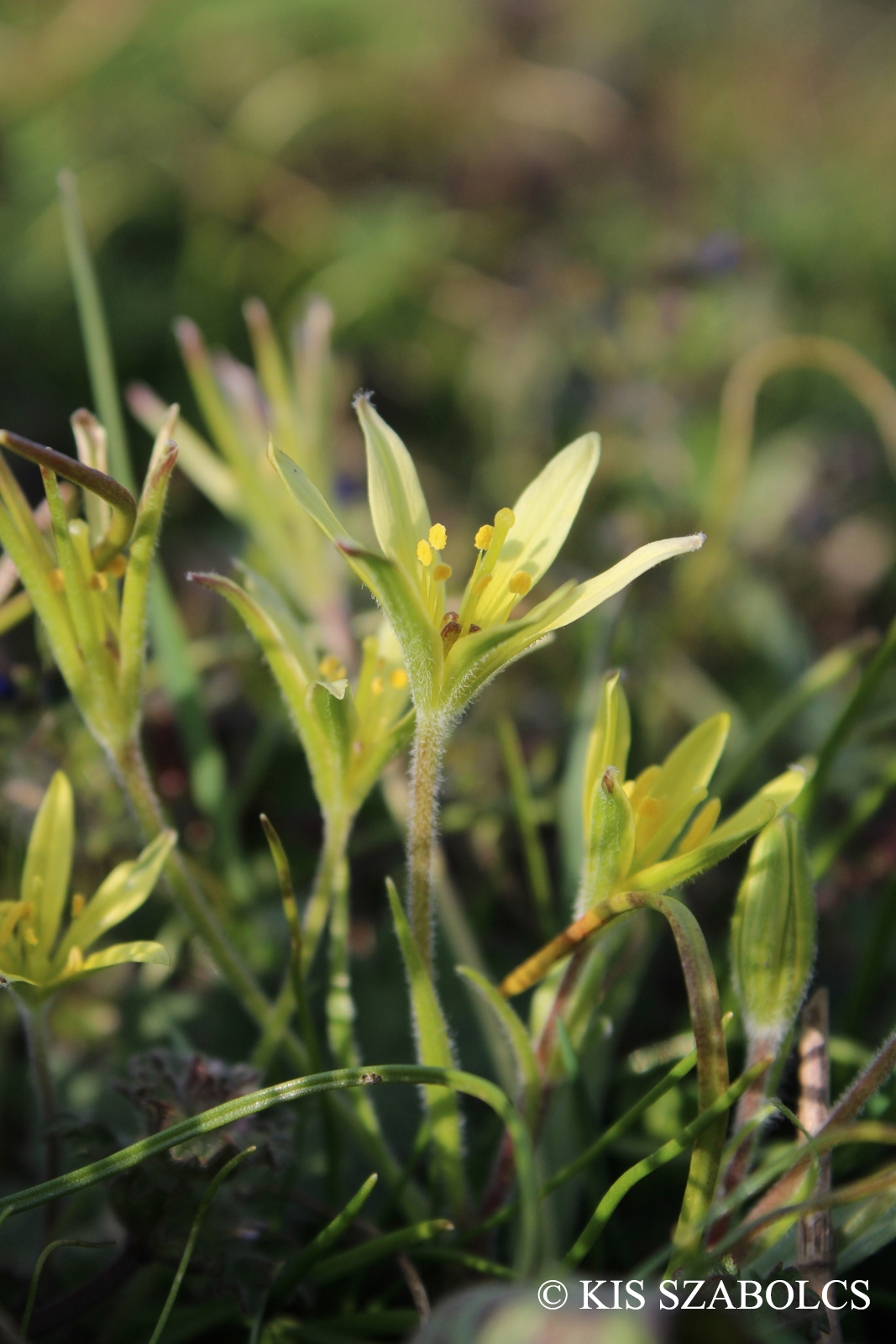 Gagea villosa (M. Bieb.) Duby