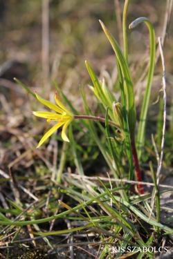 Gagea villosa (M. Bieb.) Duby 2.Image