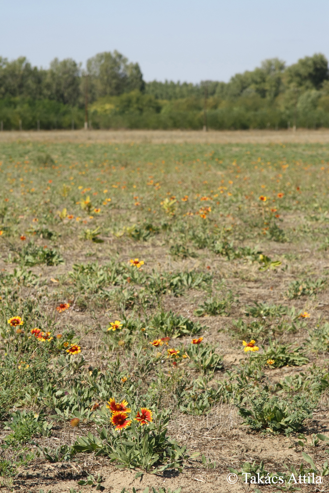 Gaillardia spp.