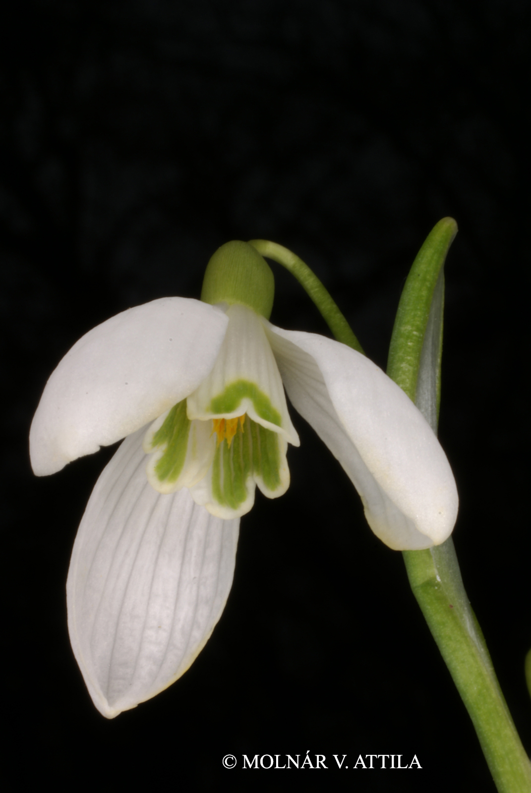 Galanthus nivalis L.