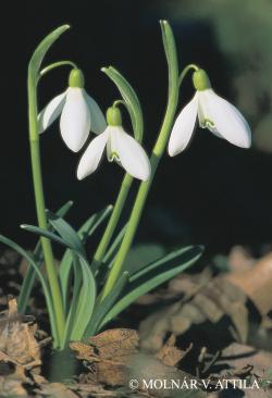 Galanthus nivalis L. 2.Kép