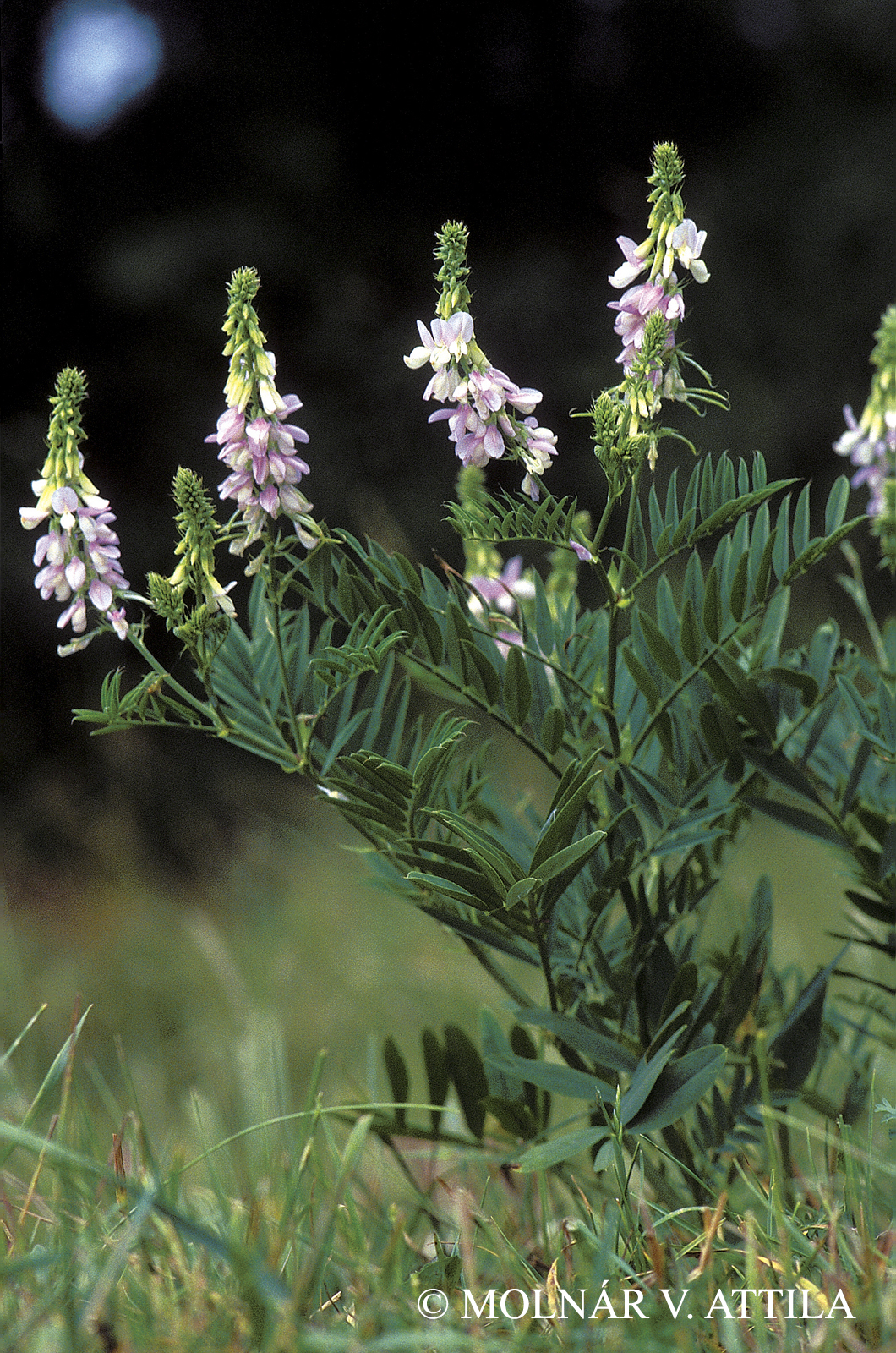 Galega officinalis L.