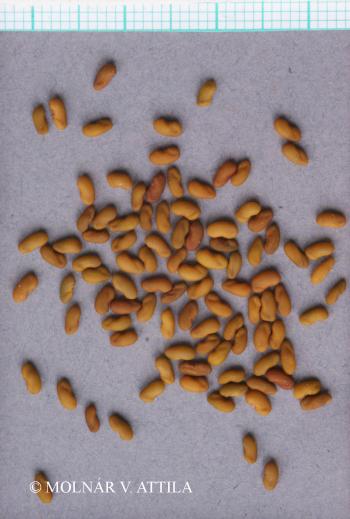 Galega officinalis L. 2.Image