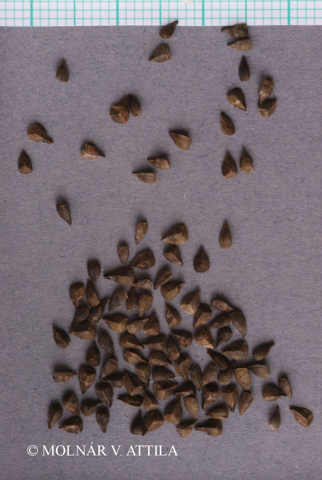 Galeobdolon luteum agg.