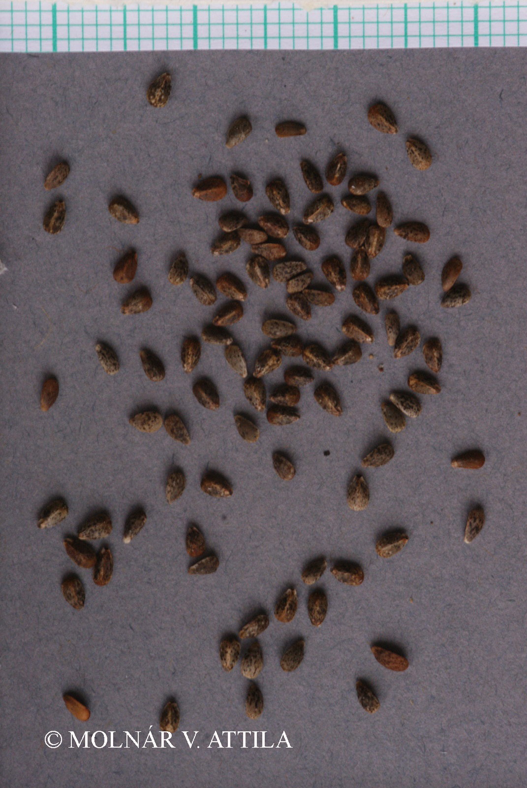 Galeopsis angustifolia (Ehrh.) Hoffm.