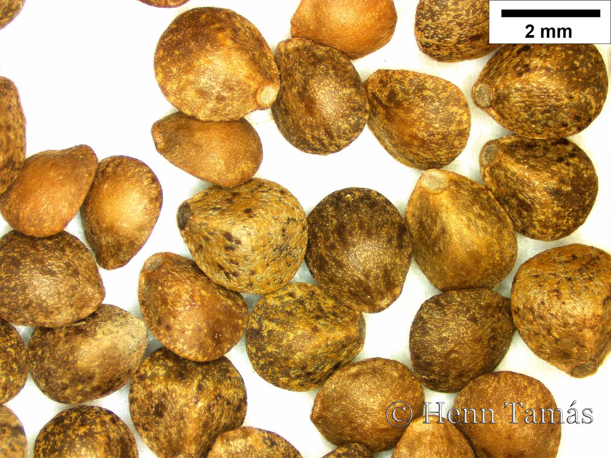 Galeopsis pubescens Besser