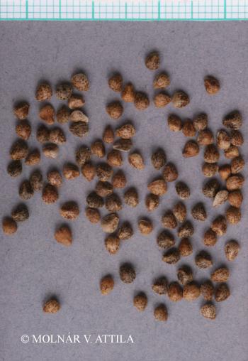 Galeopsis pubescens Besser 2.Image