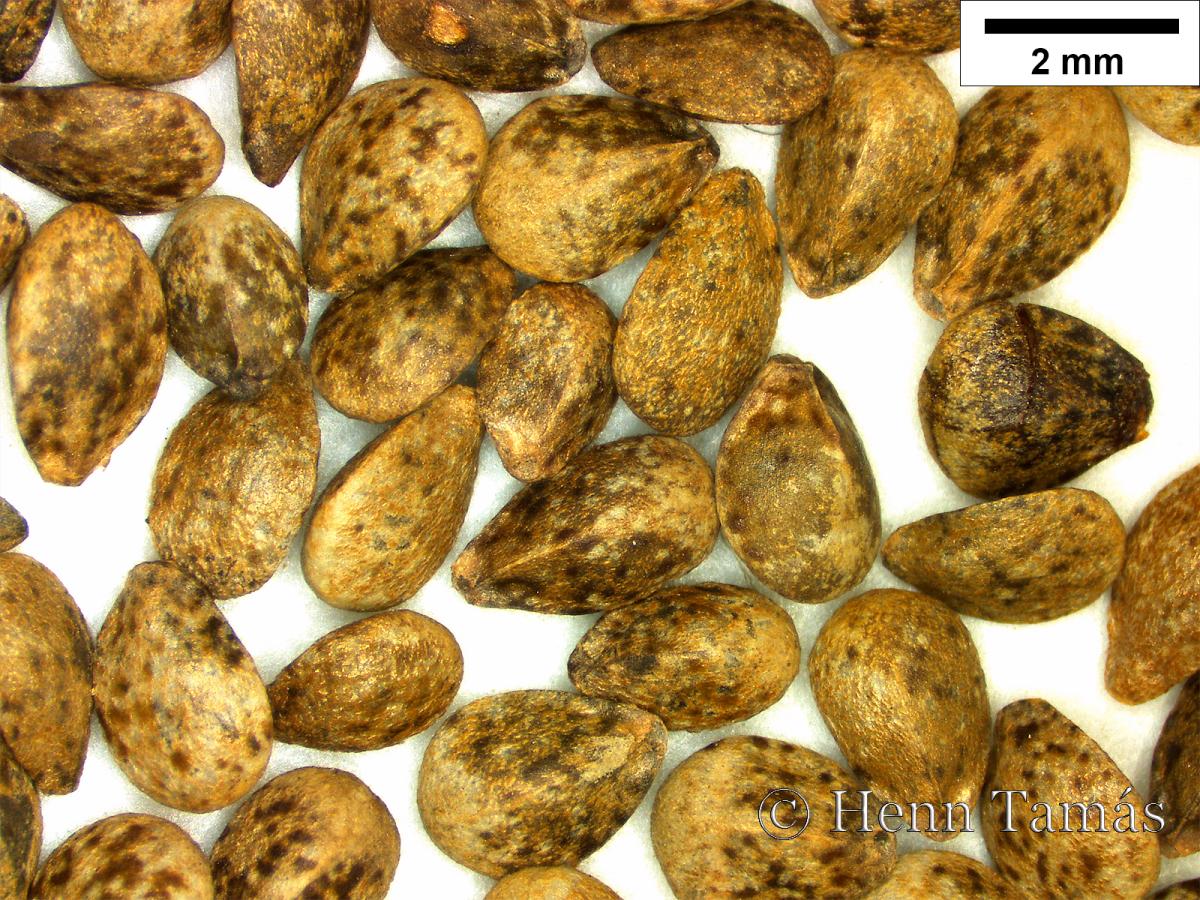 Galeopsis segetum Neck.