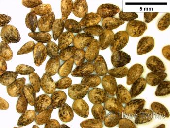 Galeopsis segetum Neck. 2.Image