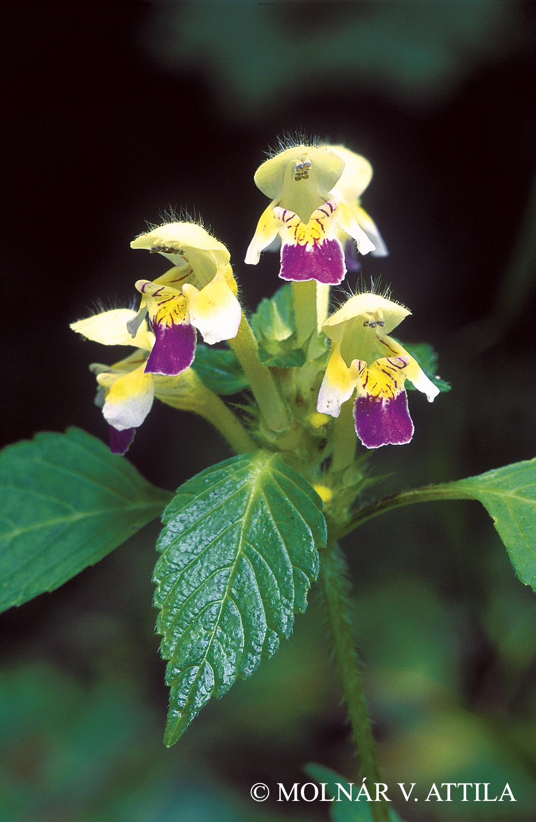 Galeopsis speciosa Mill.